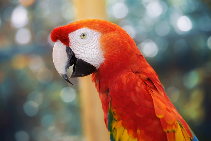 Scarlet Macaw Parrot