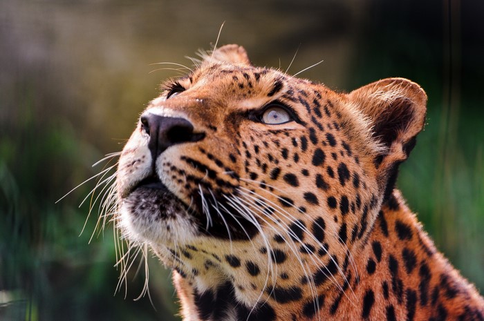 Close-up of a leopard looking up