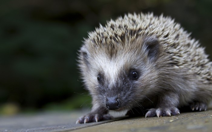 Close-up of a hedgehog on a wooden surface
