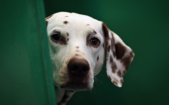 Dalmatian dog peeking from behind a green object