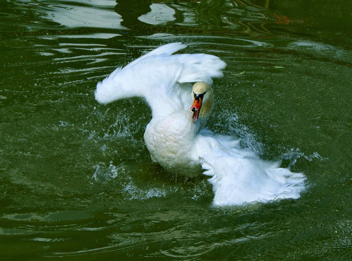 A white swan splashes in green water