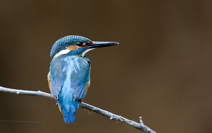 Common Kingfisher perched on a branch