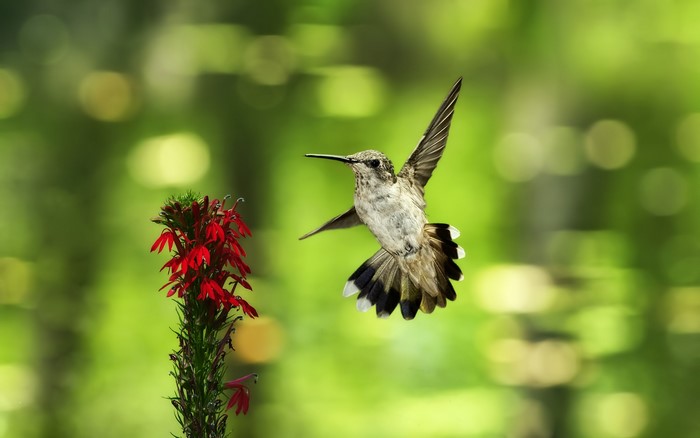 Hummingbird hovering near a red flower