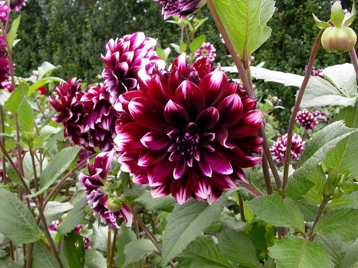 Dark Red and White Dahlias in Bloom