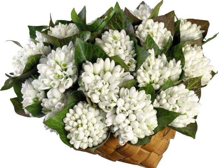 Bouquet of white snowdrops in a basket