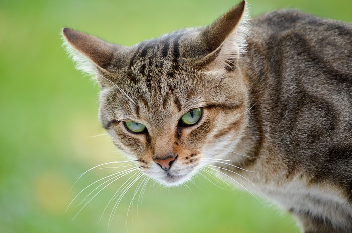 Close-up of a tabby cat with green eyes