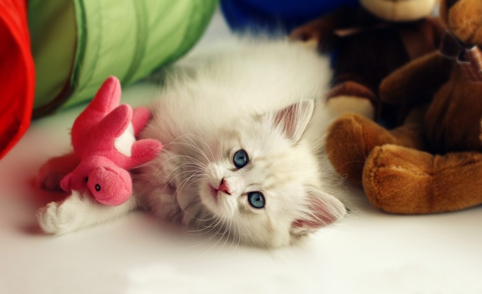 Fluffy white kitten with blue eyes playing with toys