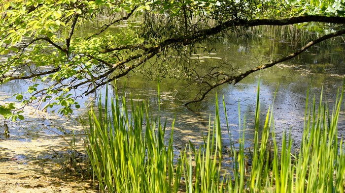 Overhanging Tree Branch Above a Pond with Reeds