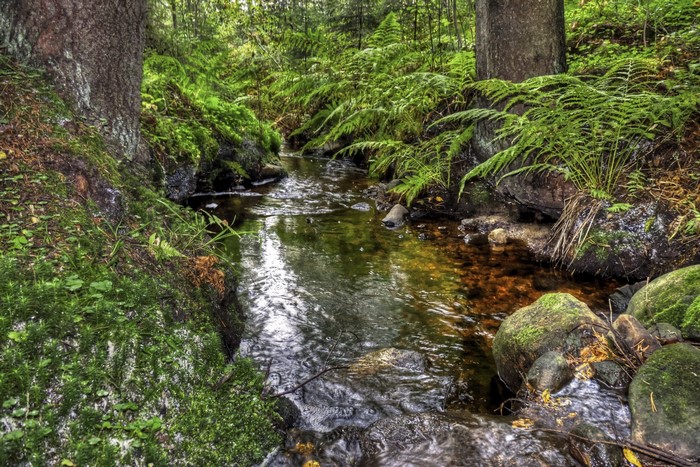 A small stream flows through a mossy forest with ferns