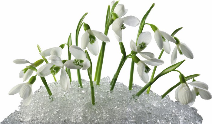 Snowdrops emerging from ice