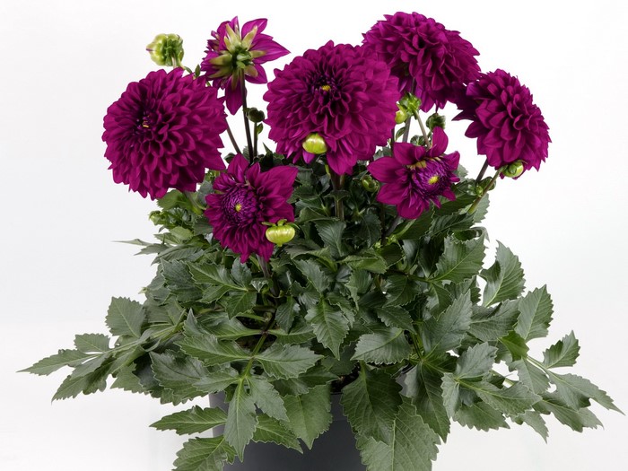 Dahlias in a pot