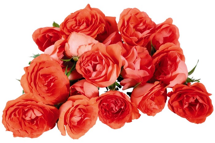 A bouquet of coral roses