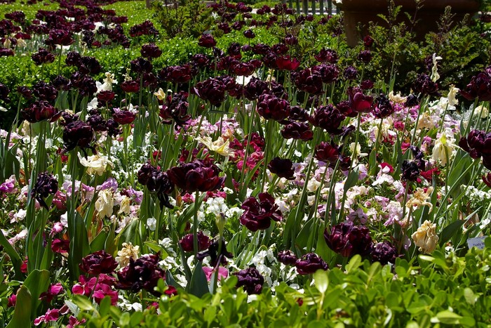 Dark Purple Tulips and White Flowers in a Garden