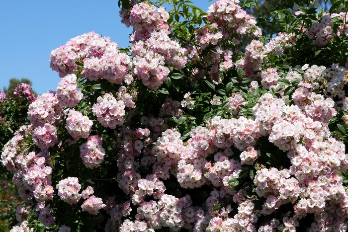 Pink roses blooming on a bush