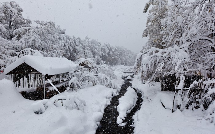 Winter scene with snow-covered trees and a stream