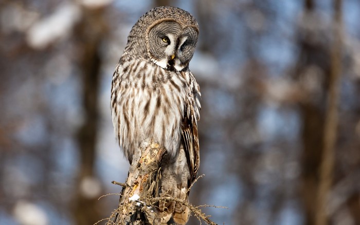 Great Grey Owl perched on a branch