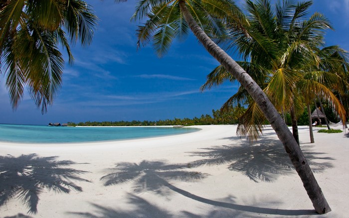 Palm trees on a white sand beach in the Maldives