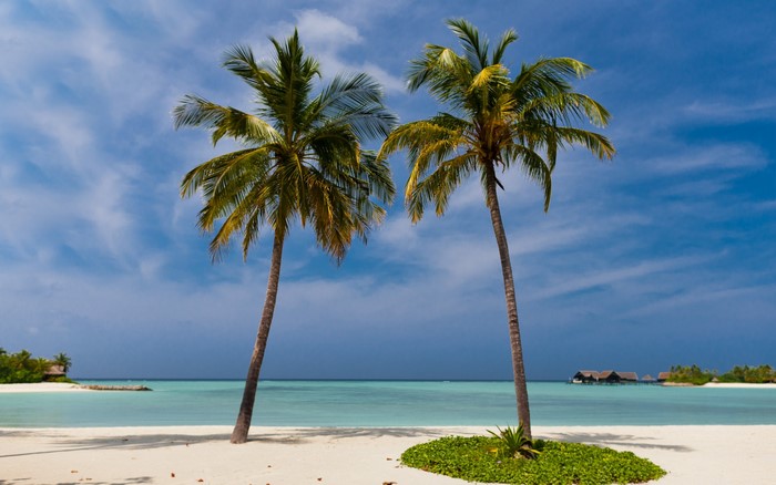 Palm trees on a tropical beach in the Maldives