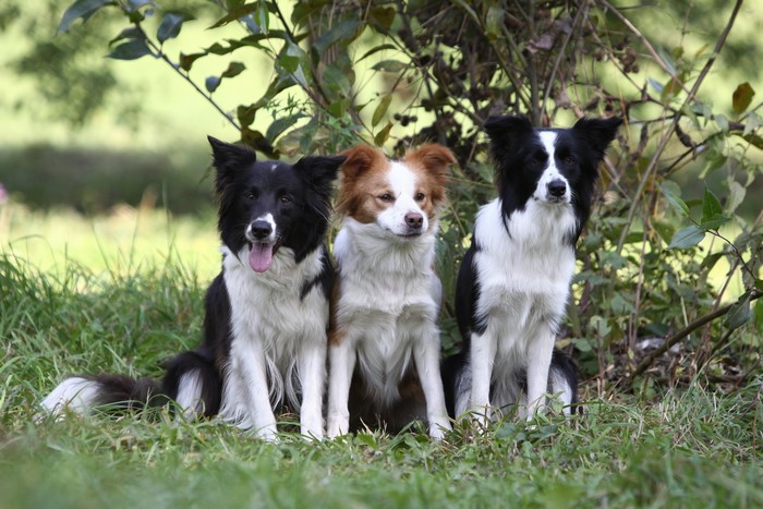 Three Border Collies Sitting in Grass