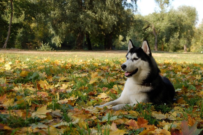 Husky dog lying in autumn leaves