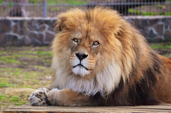 Lion with a large mane lying down