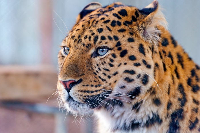 Close-up of a leopard's face with blue eyes
