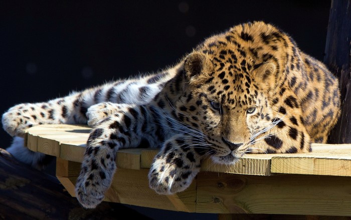 Leopard resting on a wooden platform