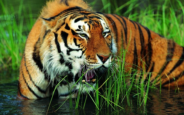 Tiger in tall grass and water