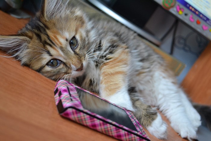 Kitten with a pink plaid phone case