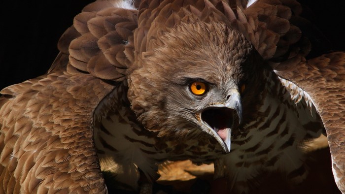 Close-up of a fierce eagle with bright orange eyes