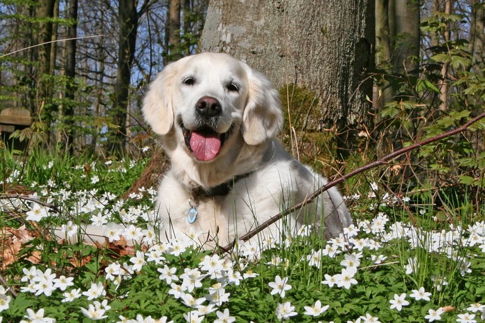 Golden Retriever dog sitting in a field of white flowers