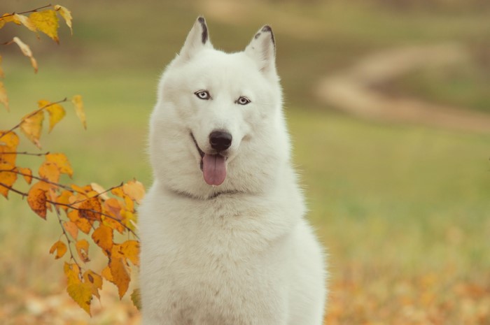 White Husky Dog in Autumn