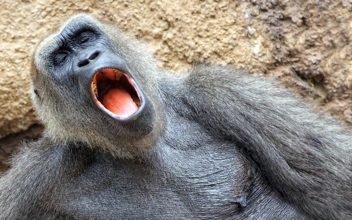 Gorilla yawning with mouth wide open