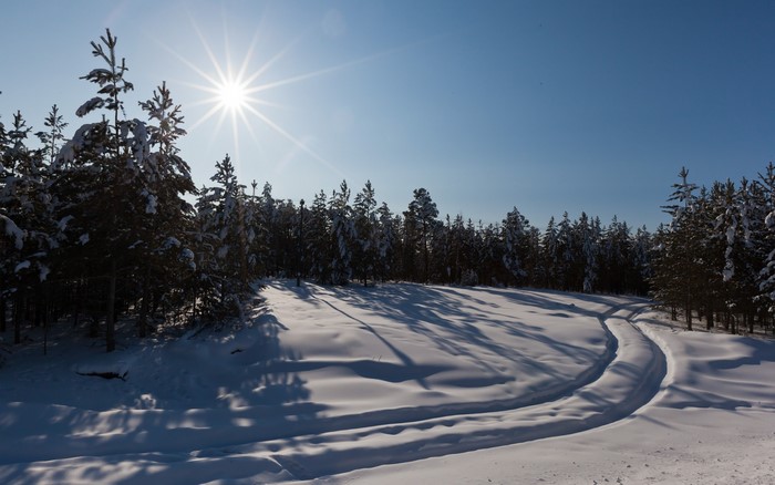 Winter forest with sun and snow-covered trees