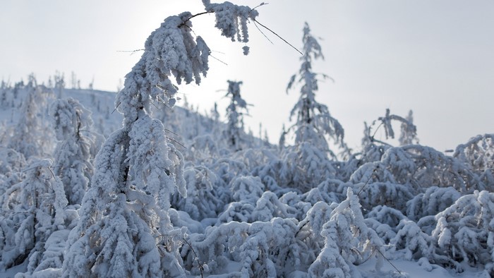 Snow-covered trees in a winter forest