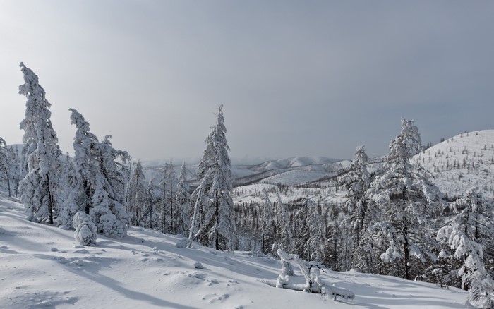 Snow-covered trees on a mountain slope