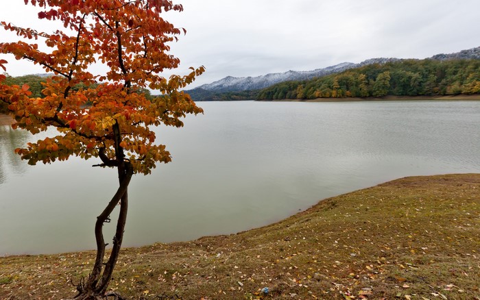 Autumn tree by a lake with snow-capped mountains