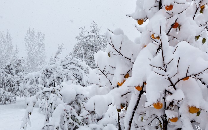 Orange fruits on a snow-covered tree in winter