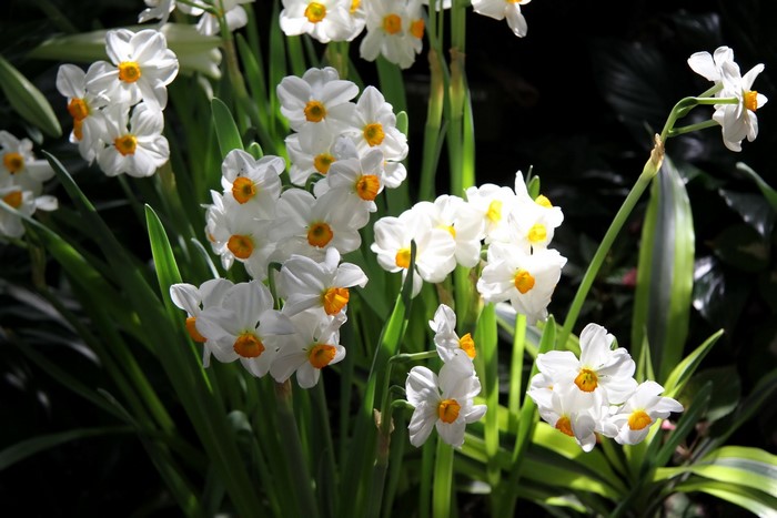 White and yellow daffodils in bloom