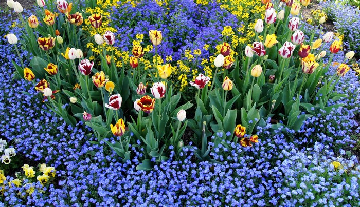 Colorful tulips and forget-me-nots in a garden