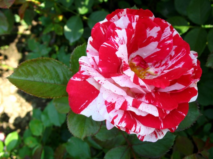 A red and white striped rose in bloom