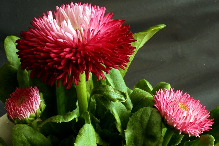 Pink and red double daisies in a pot