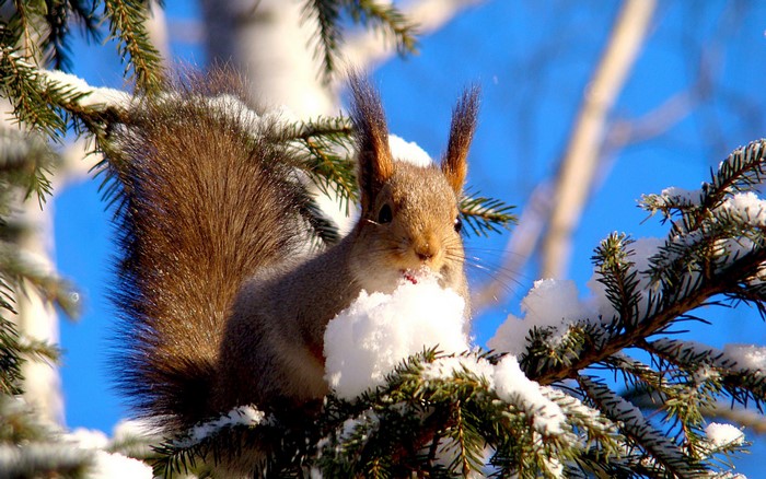 Squirrel eating snow on a snowy pine tree
