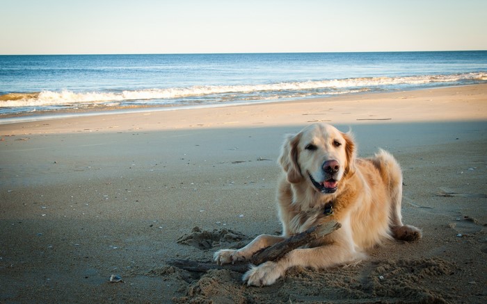 Golden Retriever dog on a beach with a stick
