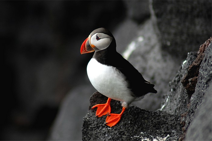 Atlantic Puffin perched on a dark rock