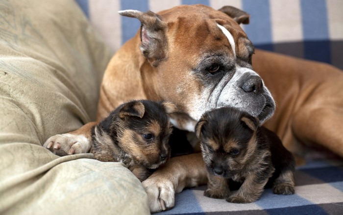 Boxer dog with two puppies on a couch