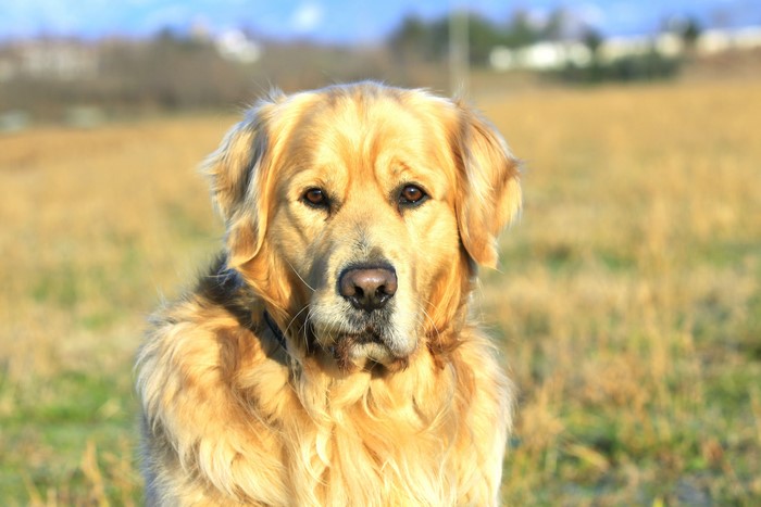 Golden Retriever Dog in Field