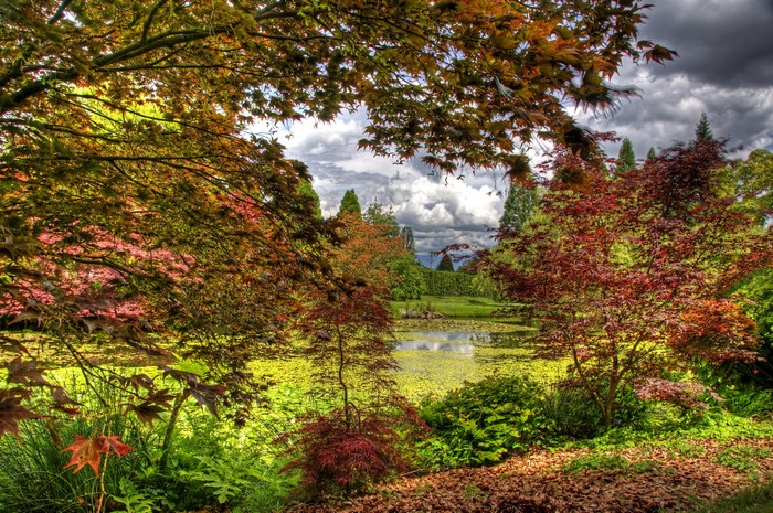 Autumn garden with a pond and trees