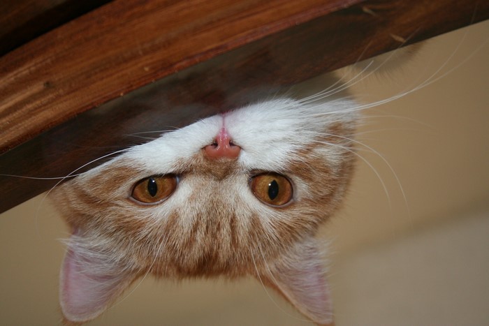 Orange and white cat looking down