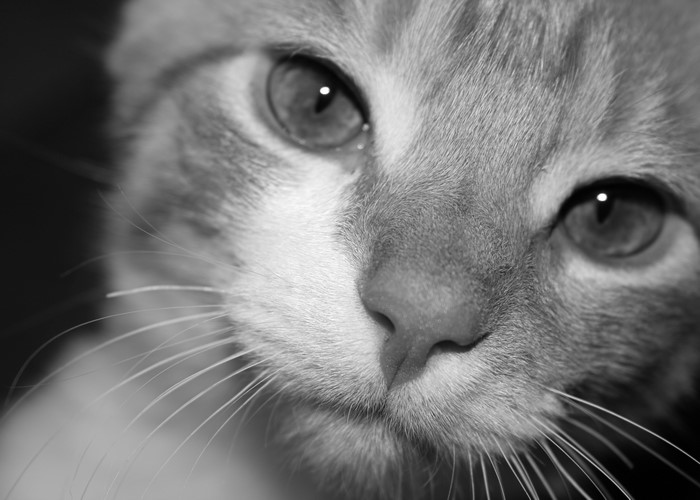 Close-up of a ginger cat's face